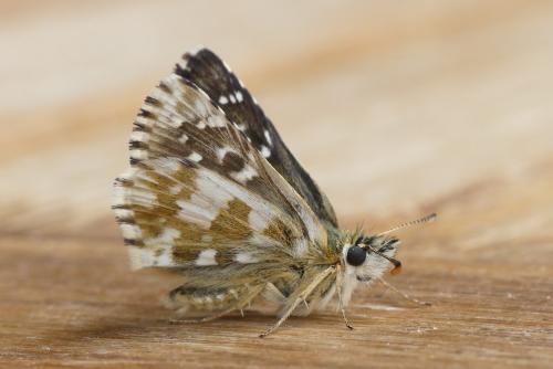 Réf. 213 423 : Pyrgus sp.